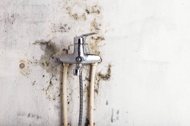 Best Home Mold Removal  in Menomonie, WI