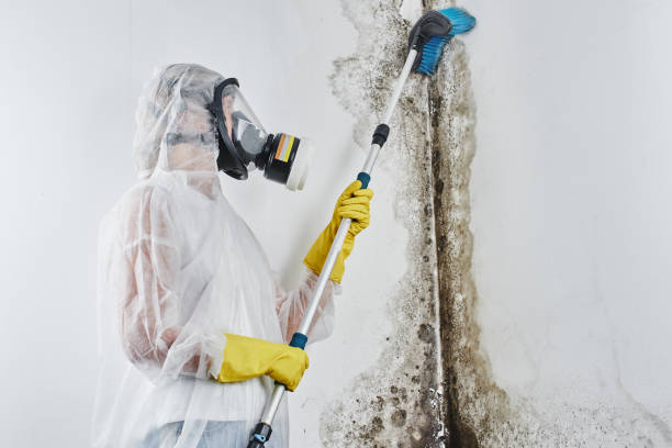 Best Emergency Mold Removal  in Menomonie, WI
