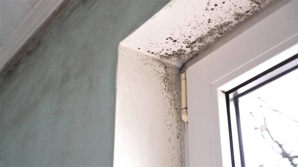 Best Mold Damage Repair  in Menomonie, WI