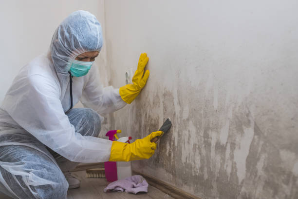 Best Toxic Mold Removal  in Menomonie, WI