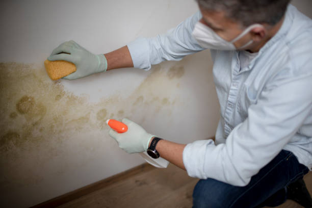 Attic Mold Removal in Menomonie, WI