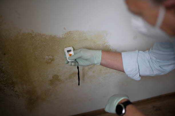Best Local Mold Removal Service  in Menomonie, WI