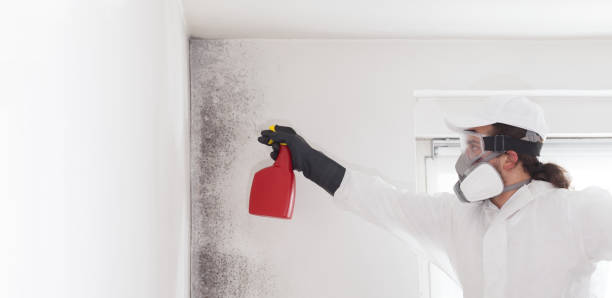Best Commercial Mold Removal  in Menomonie, WI