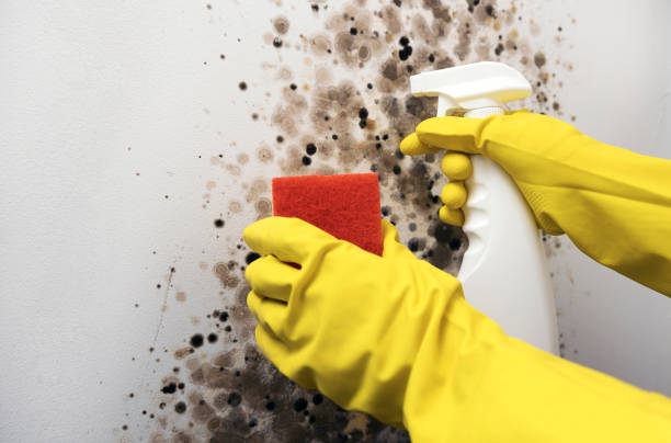 Best Residential Mold Removal  in Menomonie, WI