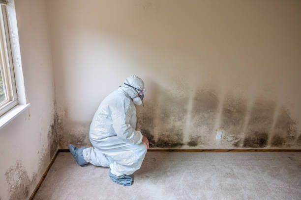 Best Black Mold Removal  in Menomonie, WI