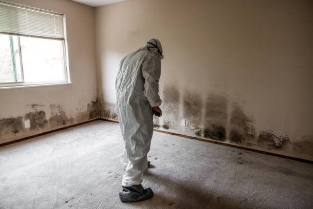 Best Professional Mold Removal  in Menomonie, WI
